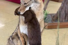 coyote-stehlings-taxidermy3