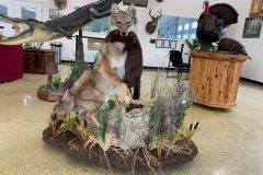 coyote-stehlings-taxidermy4