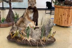 coyote-stehlings-taxidermy5