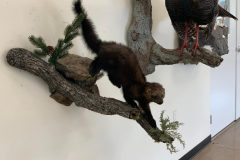 fisher-mount-stehlings-taxidermy