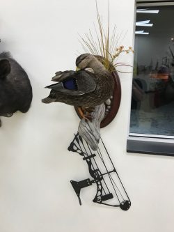 preening-black-duck-mount