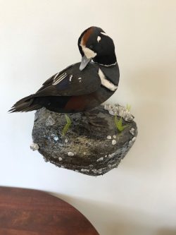 standing-harliquin-mount-duck-taxidermy