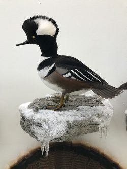 standing-hooded-merganser-duck-mount