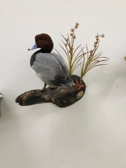 standing-redhead-duck-mount