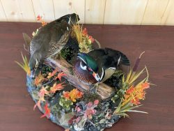 stehlings-taxidermy-duck-mounts-waterfowl-taxidermy-1