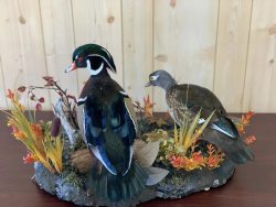 stehlings-taxidermy-duck-mounts-waterfowl-taxidermy-2