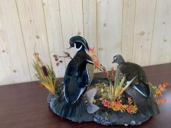stehlings-taxidermy-duck-mounts-waterfowl-taxidermy-3