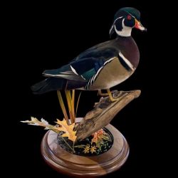 waterfowl-taxidermy-standing-duck-mount-stehlings-taxidermy