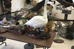 IMG_8187-scaled