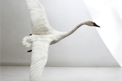 Photoroom_20260418_044320
