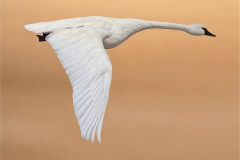 Photoroom_20260418_044650
