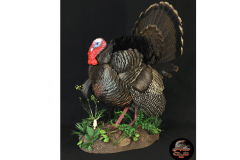 osborn-turkey-1