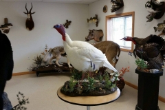 white-turkey-side-profile