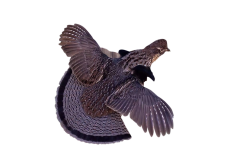 grouse-flyingB