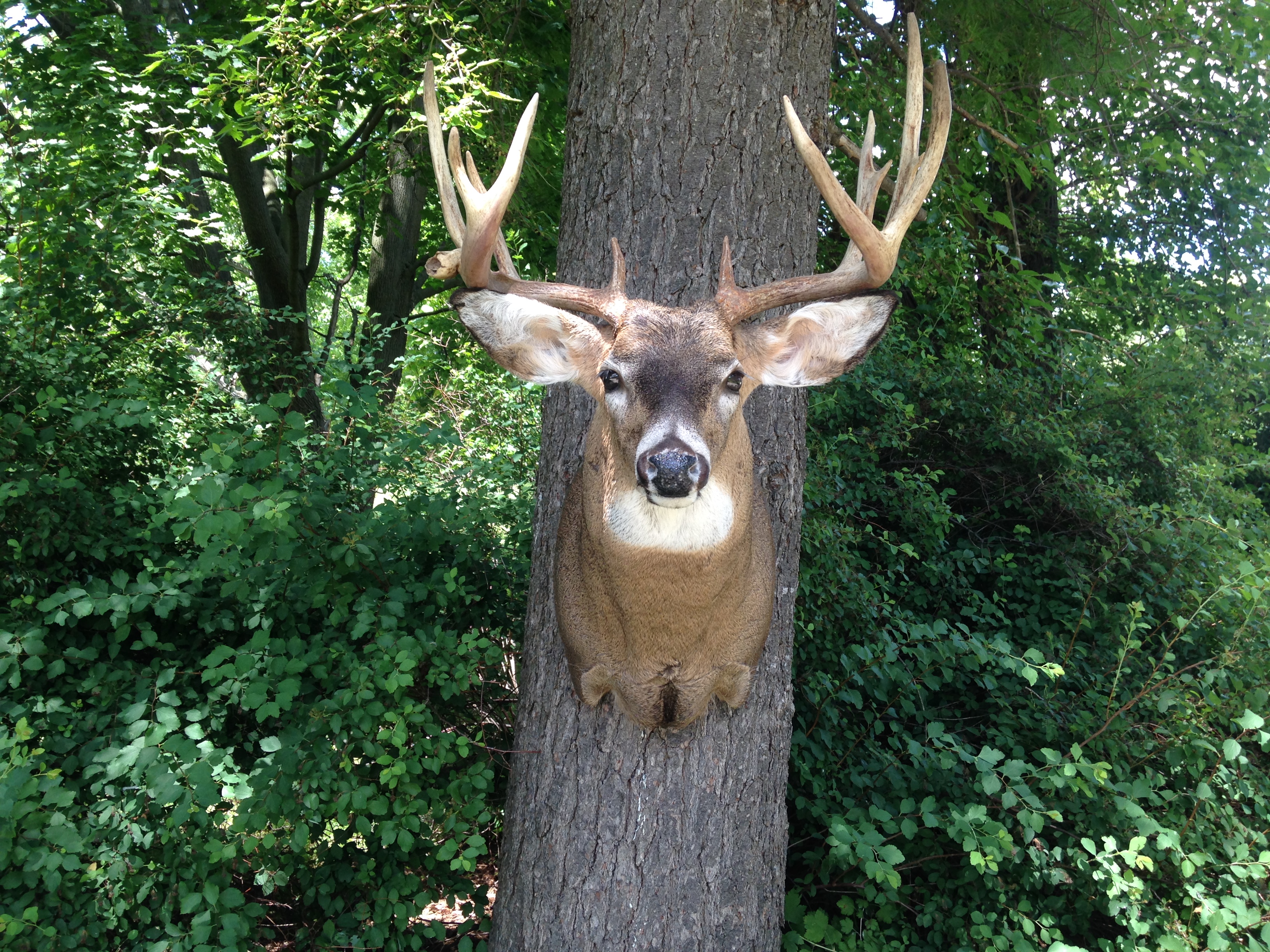 Whitetail buck shoulder mount photographed outdoors on a tree trunk, front view