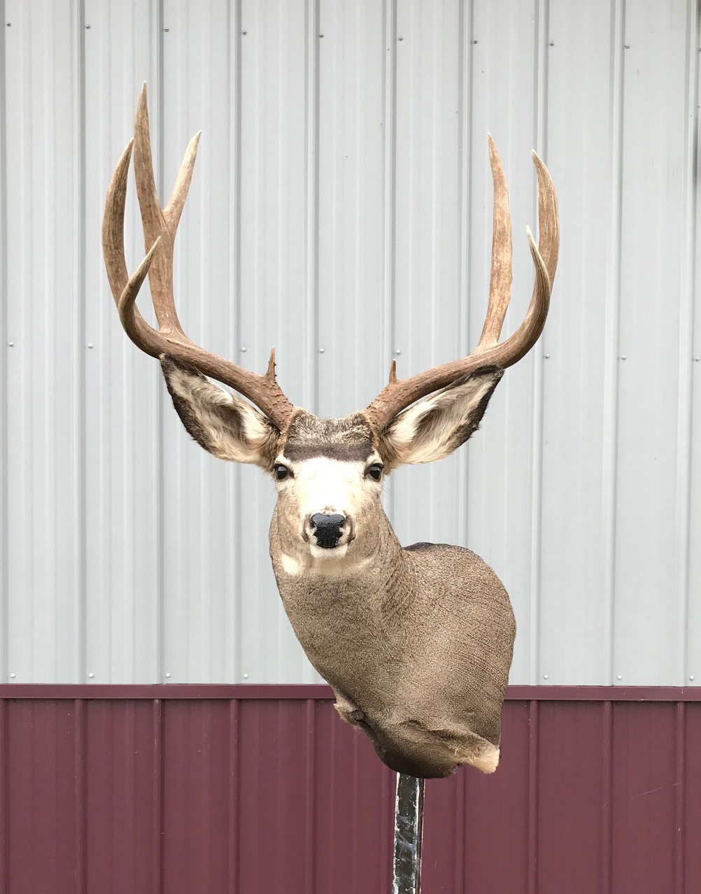 Mule deer mounted semi-upright with ears forward, Stehling's Taxidermy, Wisconsin
