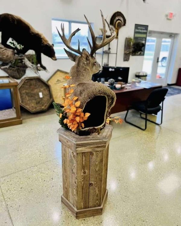 Whitetail deer pedestal mount on a custom floor base, Stehling's Taxidermy, Wisconsin