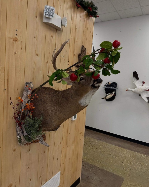 Whitetail deer mounted in an apple-browsing scene, Stehling's Taxidermy, Wisconsin