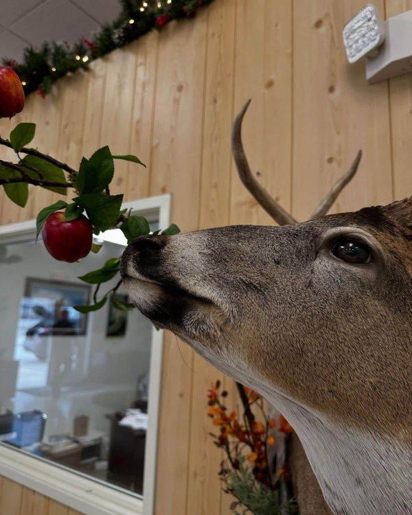 Whitetail buck mounted reaching to browse apples, Stehling's Taxidermy, Wisconsin