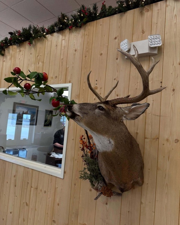 Whitetail deer mounted browsing for apples, Stehling's Taxidermy, Wisconsin