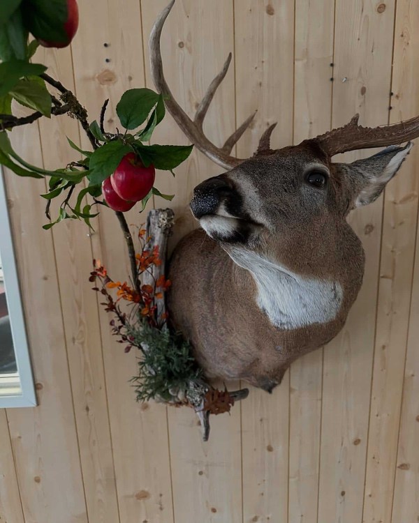 Whitetail buck mounted feeding on apples, Stehling's Taxidermy, Wisconsin
