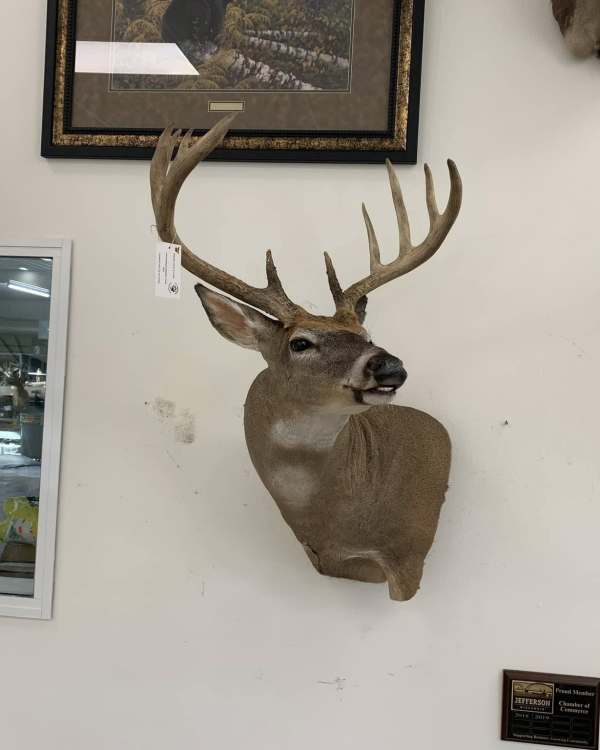 Whitetail wall pedestal mount in a flehmen pose with a double white throat patch, Stehling's Taxidermy, Wisconsin