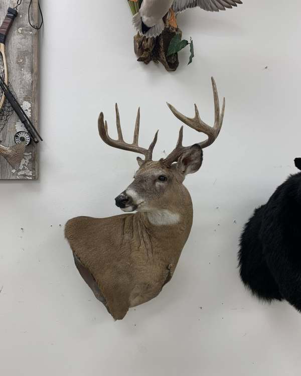 Whitetail wall pedestal mount with a dramatic head turn, Stehling's Taxidermy, Wisconsin