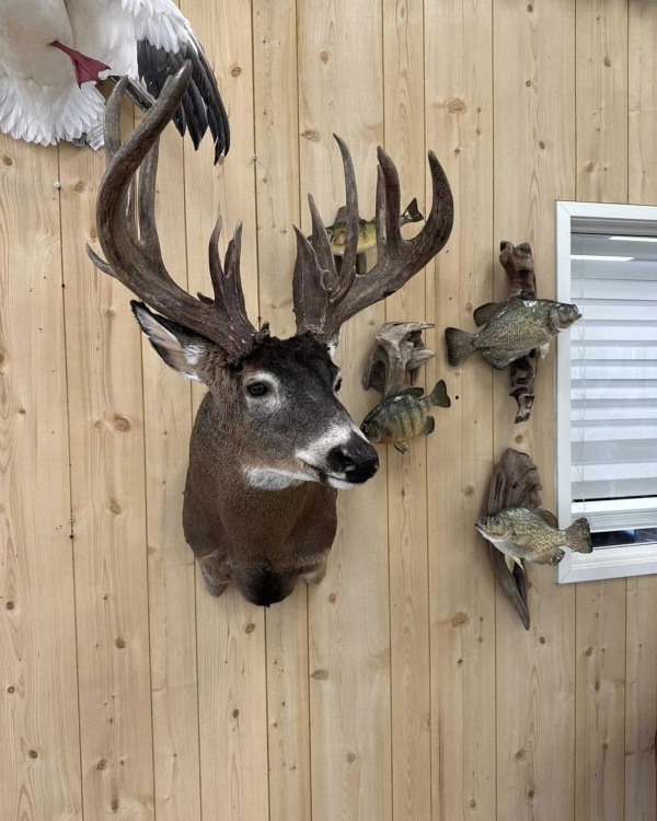 Big-racked whitetail buck in a semi-sneak pose with ears back, Stehling's Taxidermy, Wisconsin