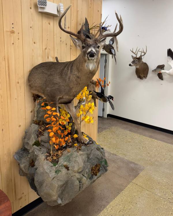 Whitetail deer half mount with a drop tine, Stehling's Taxidermy, Wisconsin