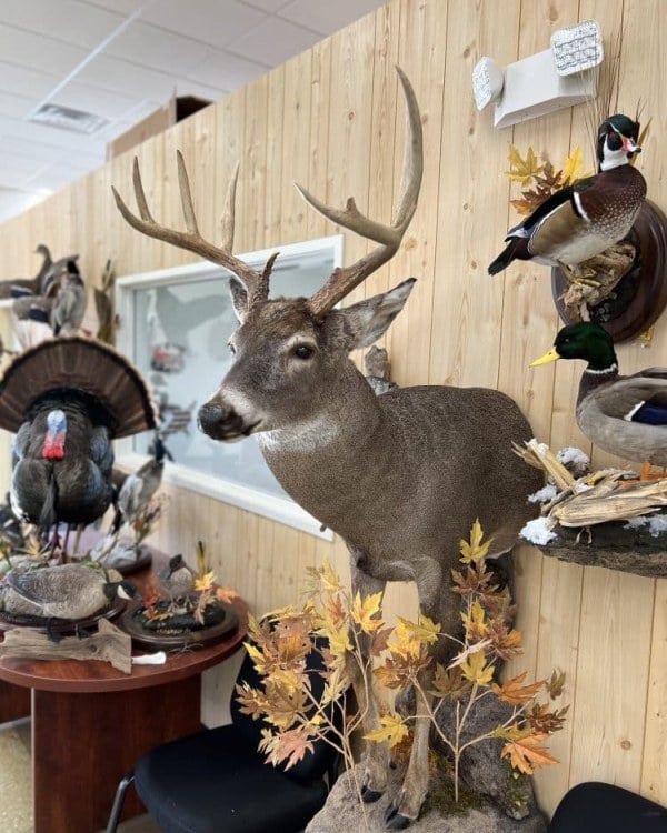 Whitetail deer half mount, Stehling's Taxidermy, Wisconsin