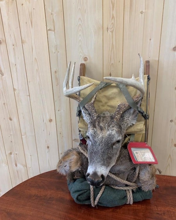 Whitetail deer pack mount with rope lashing, Stehling's Taxidermy, Wisconsin