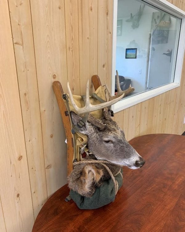Whitetail deer pack mount on a rope-lashed wooden frame, Stehling's Taxidermy, Wisconsin