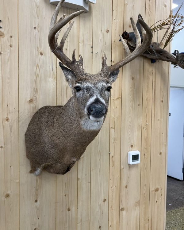Whitetail deer shoulder mount in a semi-sneak pose with ears back, Stehling's Taxidermy, Wisconsin