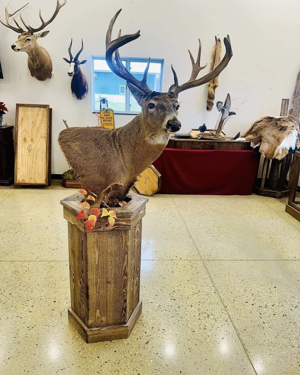 Whitetail deer floor pedestal mount on a custom base, Stehling's Taxidermy, Wisconsin