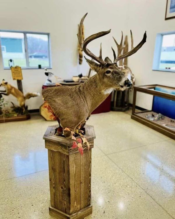 Whitetail deer pedestal mount on a custom floor base, Stehling's Taxidermy, Wisconsin