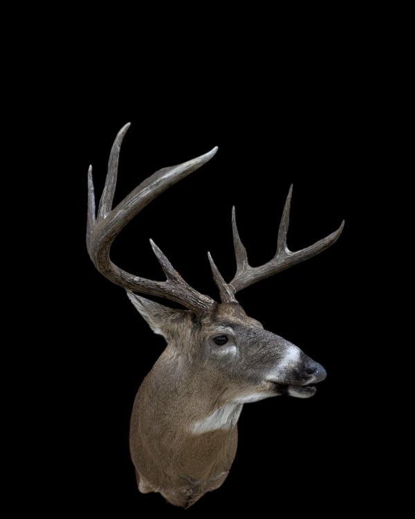Whitetail buck mounted in a flehmen lip-curl pose, Stehling's Taxidermy, Wisconsin