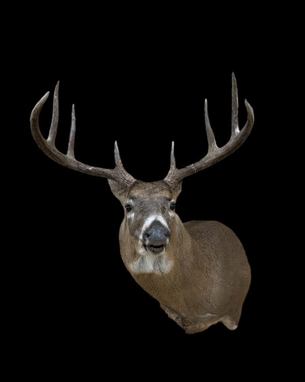 Whitetail deer mount showing the flehmen lip-curl rutting pose, Stehling's Taxidermy, Wisconsin