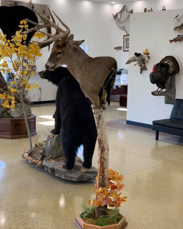 Whitetail buck pedestal mount in an aggressive pose on a custom base with a rubbed sapling, Stehling's Taxidermy, Wisconsin