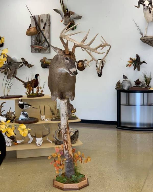 Aggressive pose whitetail pedestal mount with a rubbed sapling base, Stehling's Taxidermy, Wisconsin