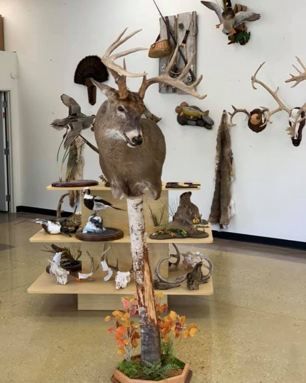 Whitetail buck mounted aggressive on a custom floor base with a deer rub, Stehling's Taxidermy, Wisconsin