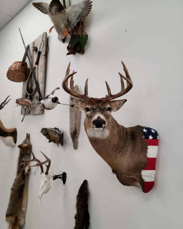 Whitetail deer wall pedestal mount with an American flag backdrop, Stehling's Taxidermy, Wisconsin