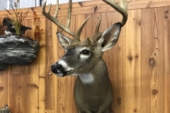 deer1