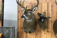 deer11