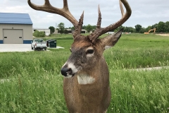 deer13