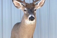 deer7
