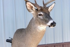 deer8
