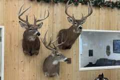 whitetail-deer-shoulder-mounts-stehlings-taxidermy-wisconsin-2 whitetail-deer-shoulder-mounts-stehlings-taxidermy-wisconsin-2