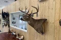 whitetail-deer-taxidermy-shoulder-mount-stehlings-taxidermy-wisconsin-1 whitetail-deer-taxidermy-shoulder-mount-stehlings-taxidermy-wisconsin-1