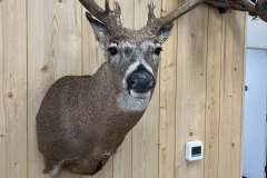 whitetail-deer-taxidermy-shoulder-mount-stehlings-taxidermy-wisconsin-2 whitetail-deer-taxidermy-shoulder-mount-stehlings-taxidermy-wisconsin-2