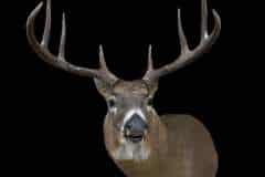 whitetail-deer-taxidermy-shoulder-mount-stehlings-taxidermy-wisconsin-3 whitetail-deer-taxidermy-shoulder-mount-stehlings-taxidermy-wisconsin-3